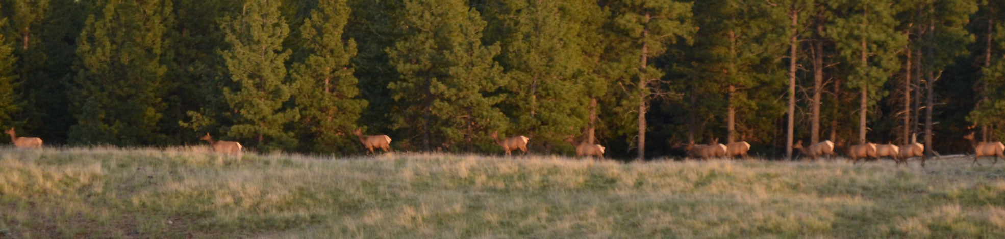 Where to Shoot a Deer for an Ethical Harvest