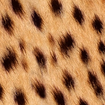 Animal Print Patterns